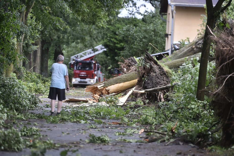 Polámané stromy nedaleko rybníka Cihlář v Havlíčkově Brodě