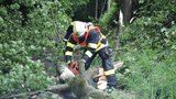 Bouřky pustošily Česko: Táborníka zranil padající strom, lidé jsou bez elektřiny