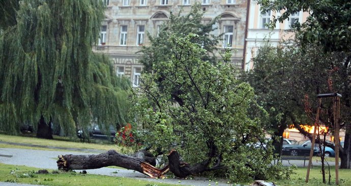 Bouřky po celém Česku vyvrací stromy