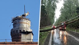 V Soběslavi po pádu z hnízda zemřelo jediné čapí mládě: Nepřežilo silnou bouřku