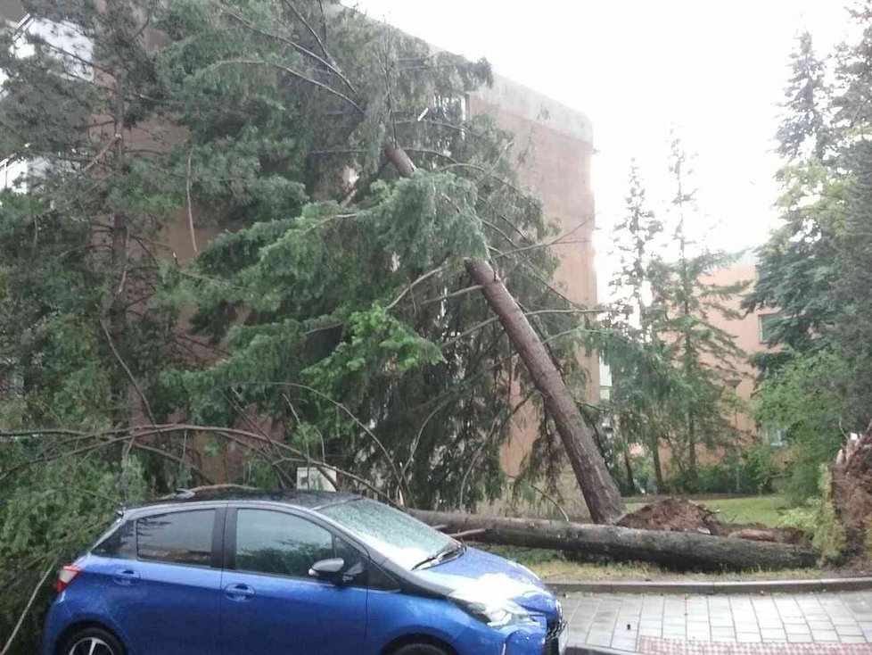 V brněnském Králově Poli vyvrátila bouřka několik stromů. Některé poškodily osobní auta.