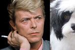 Pejsek Max má stejné oči jako jeho páníček David Bowie.