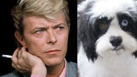 Pejsek Davida Bowieho má stejné oči jako on: Jedno hnědé, druhé modré