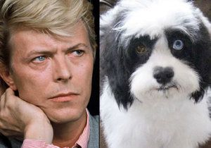 Pejsek Max má stejné oči jako jeho páníček David Bowie.