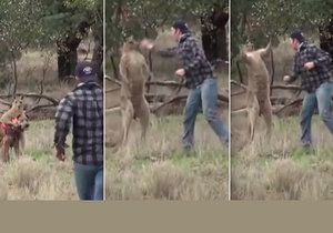 Boxerský zápas naštvaného páníčka s klokanem, který mu napadl psa