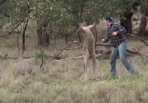 Boxerský zápas naštvaného páníčka s klokanem, který mu napadl psa.