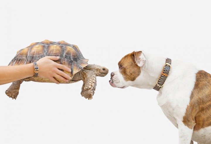 Boxerka Puka tráví s želvákem jménem Rocket Larry každou volnou chvilku.