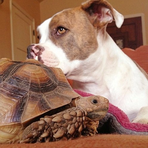 Boxerka Puka tráví s želvákem jménem Rocket Larry každou volnou chvilku.