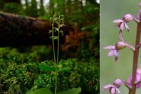 Vzácný bradáček se vrátil do Brd: Chráněnou orchidej objevil fotograf místní přírody