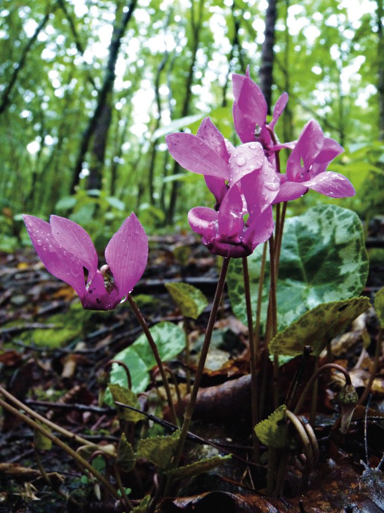 Brambořík nachový (Cyclamen purpurascens) je u nás původní jen na jižní Moravě