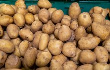 Nová dotace: Zlevní brambory?