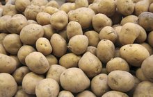 Velká zpráva: Zemědělce zachránily brambory!