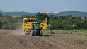 V Česku začala sklizeň raných brambor (14.6.2021)