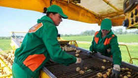 V Česku začala sklizeň raných brambor (14.6.2021)