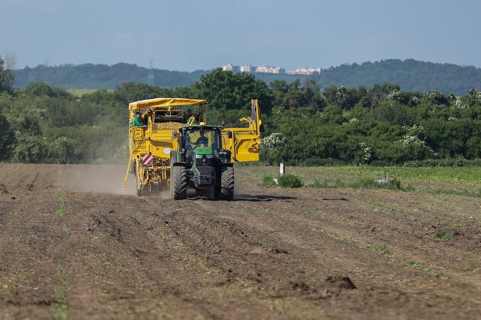 V Česku začala sklizeň raných brambor (14.6.2021)