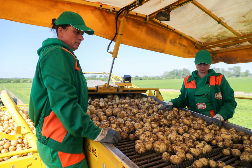 V Česku začala sklizeň raných brambor (14. 6. 2021)