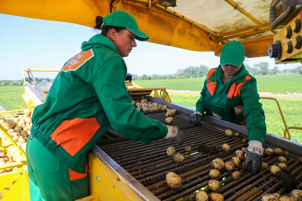 V Česku začala sklizeň raných brambor (14. 6. 2021)