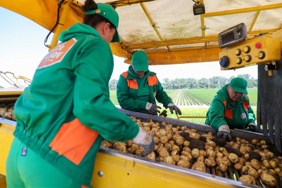 V Česku začala sklizeň raných brambor (14. 6. 2021)