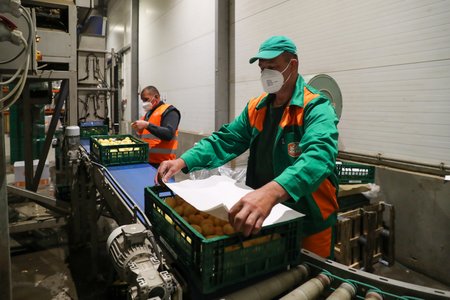 Pohled do provozu, kde se připravují rané brambory pro převoz do obchodu (14.6.2021)