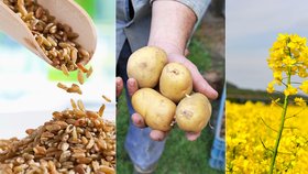 Brambor, obilí i řepky je málo. Zemědělci hlásí špatný rok, pomůže dovoz