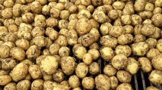 Kapková závlaha může zajistit až třikrát větší úrodu brambor, zjistili čeští vědci