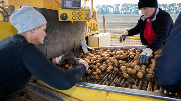 Sklizeň brambor v Česku (říjen 2022)