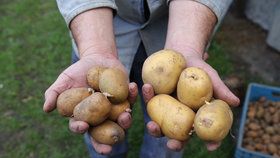 V Česku bude chybět 100 tisíc tun brambor. Neurodily se kvůli suchu
