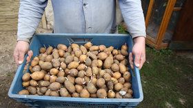 Letošní úroda brambor nebude oproti loňsku příliš dobrá