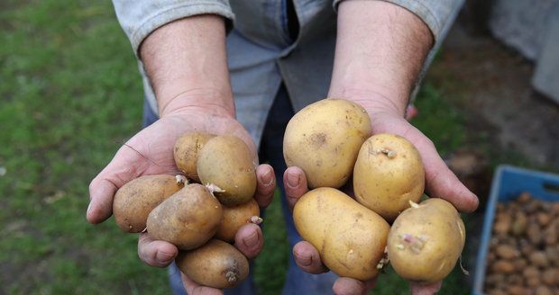 V Česku bude chybět 100 tisíc tun brambor. Neurodily se kvůli suchu