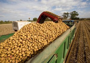 Letos bude oproti loňsku brambor asi o 85 tisíc tun méně než loni