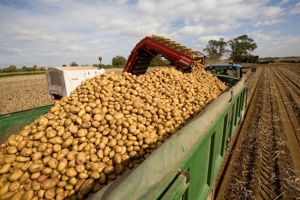 Letošní úroda brambor bude výrazně horší než ta loňská.