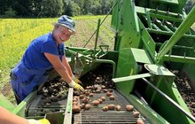 Samosběry v plném proudu: Triky na skladování brambor