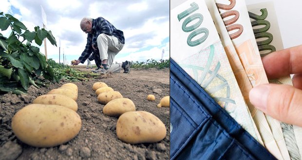 Zemědělci bijí na poplach: Kvůli suchu zdraží brambory