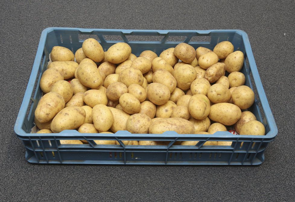 Letošní úroda brambor bude výrazně horší než ta loňská.
