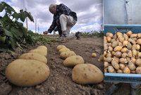 Brambory z Česka, nebo z dovozu? Pěstitelé řekli, jaké by si určitě nekoupili