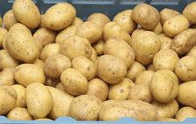 Velké srovnání českých a polských brambor: Proč jsou zahraniční levnější? 