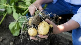 Vyzrajte na drahé brambory. Vypěstujte si vlastní, lepší a levnější!