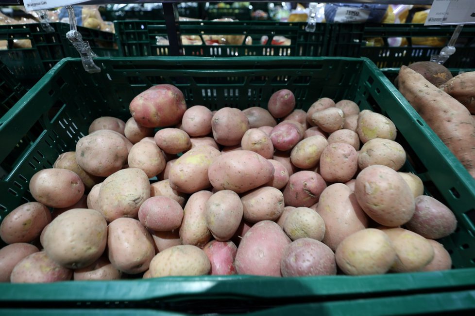 Úroda brambor je v Česku letos nižší a pěstitelé bijí na poplach