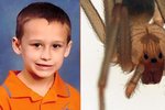 Malého Bransona Rileyho Carlisla kousl jedovatý pavouk. Chlapec zemřel po převozu do nemocnice.