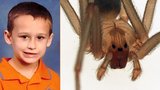 Pětiletého chlapce kousl jedovatý pavouk: Jeho tělo podlehlo jedu!