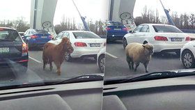 Poprask na bratislavském mostě: Pobíhali po něm poník a ovečka!