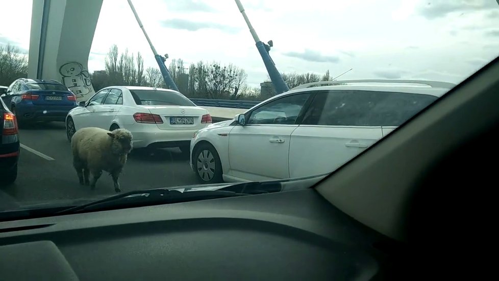 Po bratislavském mostě běhala zvířata. Šlo o poníka a ovečku.