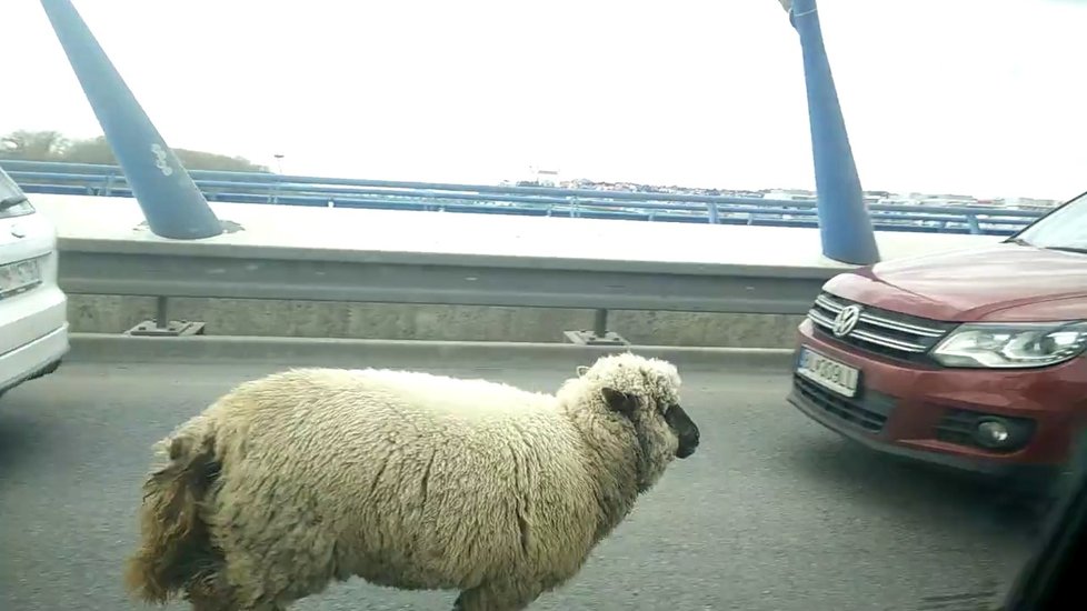 Po bratislavském mostě běhala zvířata. Šlo o poníka a ovečku.