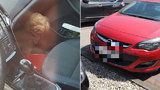 Žena zamkla pejska v autě na slunci a šla nakupovat: Vyšetřuje ji za to policie