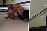 Agresivní majitelka nechala přivázané psy ve vedru, bez jídla a pití: Vrátila se až po 5 hodinách