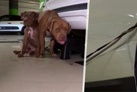 Agresivní majitelka nechala psy přivázané ve vedru, bez jídla a pití: Vrátila se až po 5 hodinách!