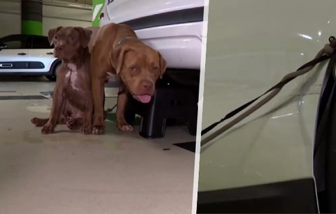 Agresivní majitelka nechala psy přivázané ve vedru, bez jídla a pití: Vrátila se až po 5 hodinách!