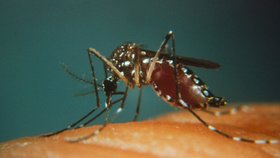 Žlutou zimnici přenášejí hlavně komáři