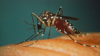 Jak komáři přelstili karanténu: Žlutá zimnice ve Filadelfii