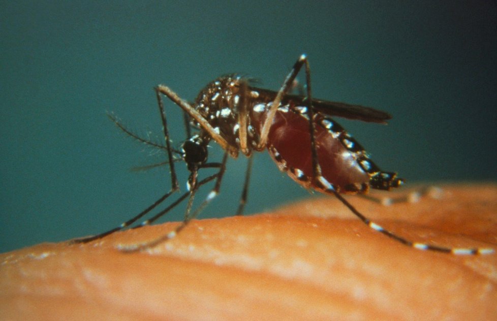 Žlutou zimnici přenášejí hlavně komáři